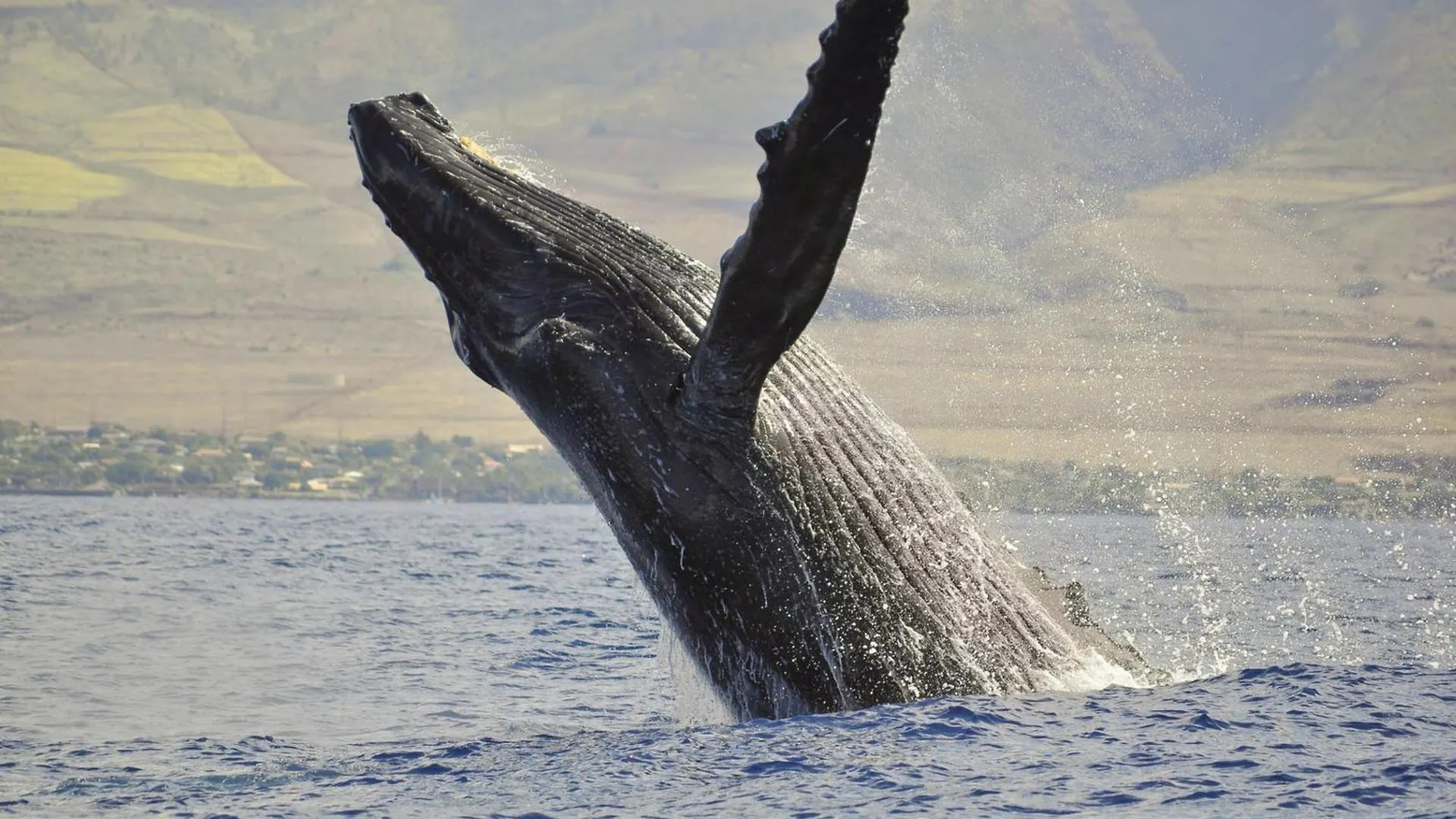 Prázdninový dům Kaanapali Shores 725 Kahana USA